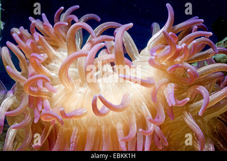 Corkscrew anemone, Long tentacle anemone, Red base anemone, Corkscrew tentacle sea anemone (Macrodactyla doreensis), close-up view of the tentacles Stockfoto