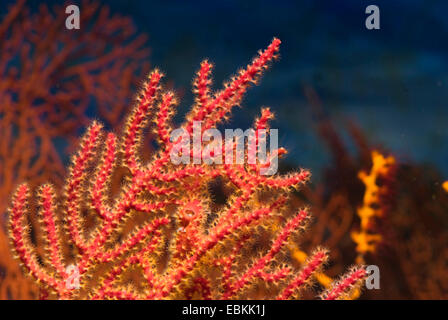 Rote Gorgonien (Menella spec.), detail Stockfoto