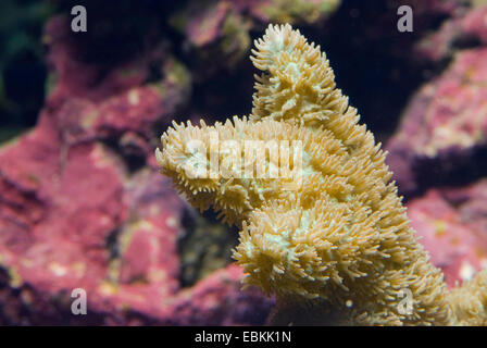 Stony Coral (Hydnophora Exesa), Detail einer Kolonie Stockfoto