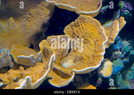 Stony Coral (Steinkorallen spec.), detail Stockfoto