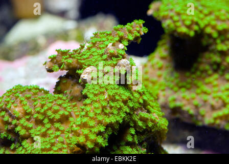Stony Coral (Steinkorallen Hoffmeisteri), Detail von einem Steinkorallen hoffmeisteri Stockfoto