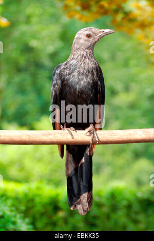 African Red-winged Starling (Onychognathus Morio), auf einem Ast Stockfoto