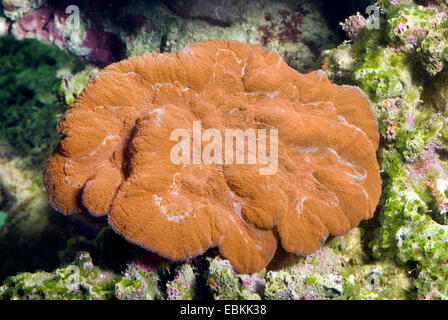 Gelappten Gehirn Korallen (Lobophyllia spec.), erhöhte Ansicht Stockfoto