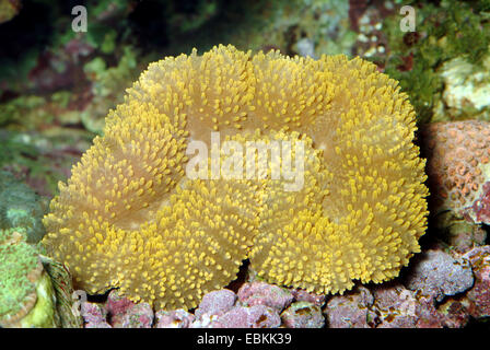 Gelappten Gehirn Korallen (Lobophyllia spec.), erhöhte Ansicht Stockfoto