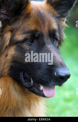 Deutscher Schäferhund (Canis Lupus F. Familiaris), langhaarige, portrait Stockfoto