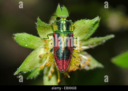 Juwel-Käfer (Anthaxia Candens), auf einer Blume, Deutschland Stockfoto