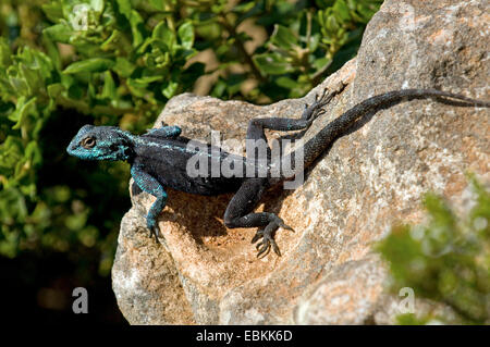 Southern-Rock Agama, South African Rock Agama (Agama Atra Atra), auf einem Stein, Südafrika, Western Cape, Kap der guten Hoffnung-Nationalpark Stockfoto