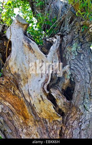 Weide, Korbweide (Salix spec.), alte gebrochene Weide Stamm, Deutschland, Mecklenburg-Vorpommern Stockfoto