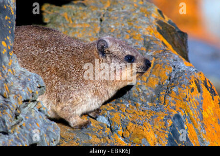 gemeinsamen Rock Hyrax, Rock Klippschliefer (Procavia Capensis), auf der Suche zwischen Felsen, Südafrika Stockfoto