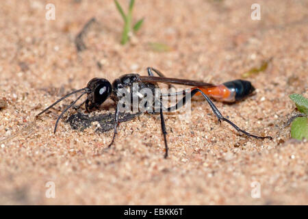 Rot-banded Sand Wasp (Ammophila Sabulosa), auf sandigem Boden, Deutschland Stockfoto