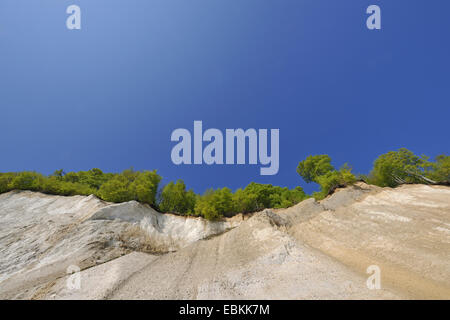 Rotbuche (Fagus Sylvatica), Blick auf die Kreidefelsen über den gemeinsamen Buchenwald am Rande der Klippe in den klaren, blauen Himmel, Deutschland, Mecklenburg-Vorpommern, Rügen, Jasmund Nationalpark Stockfoto