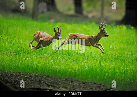 Reh (Capreolus Capreolus), Rehe jagen entfernt einen Rivalen aus seinem Hoheitsgebiet, Deutschland Stockfoto