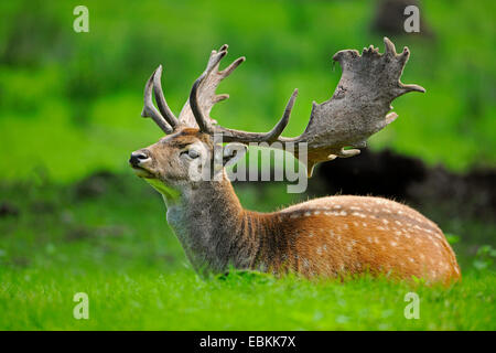 Damhirsch (Dama Dama, Cervus Dama), Hirsch mit Bastgeweih liegen auf einer Waldwiese, Deutschland Stockfoto