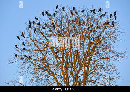 Turm (Corvus Frugilegus), Herde, sitzt in einem Baum oben, Deutschland Stockfoto