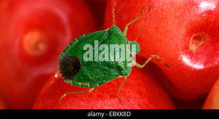 grünes Schild Bug, nahm gemeinsamen grünen Schild Bug (Palomena Prasina), sitzen auf Kirschen, Deutschland Stockfoto