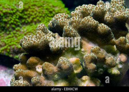 Clubtip Finger Koralle, geprügelt Finger Koralle, Dicke Finger Korallen (Porites Porites), Nahaufnahme Stockfoto
