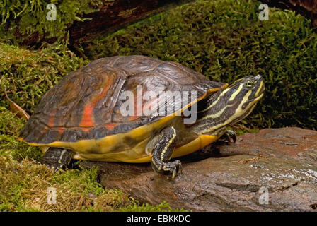 Florida Redbelly Schildkröte, Florida-Rotbauch Schildkröte (Pseudemys Rubriventris Nelsoni, Chrysemys Nelsoni und Pseudemys Nelsoni), auf einem bemoosten Stein Stockfoto