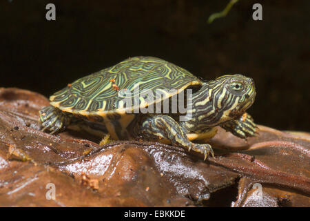 Eastern River Cooter (Pseudemys Concinna Concinna), juvenile östlichen Fluss Cooter Stockfoto