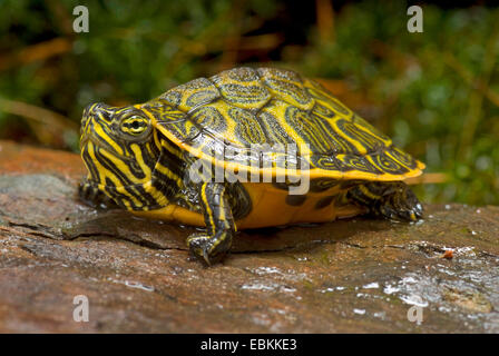 Rotbauch-Schildkröte, amerikanische Rotbauch-Schildkröte, nördliche Rotbauch-Cooter (Pseudemys Rubriventris Rubriventris), juvenile Rotbauch-Schildkröte auf einem Stein Stockfoto