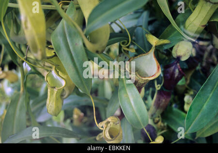 Kannenpflanze (Nepenthes Singalana), Blätter und Krüge Stockfoto