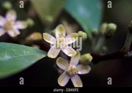 Kokapflanze (Erythroxylon Novogranatense, Erythroxylum Novogranatense), Blüten mit Wassertropfen Stockfoto