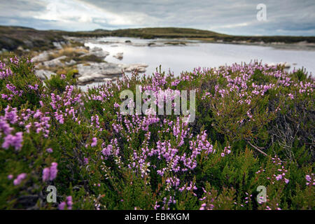 Gemeinsamen Heather, Ling, Heidekraut (Calluna Vulgaris) blüht in einem Moor-Teich, Norwegen, Hitra Stockfoto