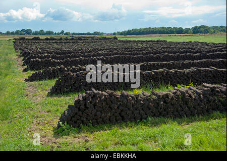 Torf schneiden, gestapelten Grassoden von Torf, Deutschland, Niedersachsen, Wilhelmsfehn Stockfoto