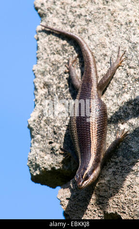 Afrikanische gestreiften Skink, gestreifte Skink (Trachylepis Striata, Mabuya Striata), Klettern an einem Felsen mit dem Kopf voran, Mosambik Stockfoto