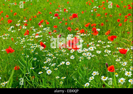 Gemeinsamen Mohn, Klatschmohn, roter Mohn (Papaver Rhoeas), Feld mit Mohn und geruchlose Kamille, Deutschland, Mecklenburg-Vorpommern Stockfoto