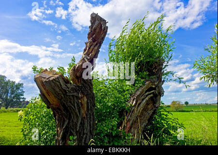 Weide, Korbweide (Salix spec.), alte gebrochene Weide Stamm, Deutschland, Mecklenburg-Vorpommern Stockfoto