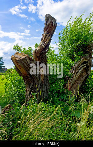 Weide, Korbweide (Salix spec.), alte gebrochene Weide Stamm, Deutschland, Mecklenburg-Vorpommern Stockfoto