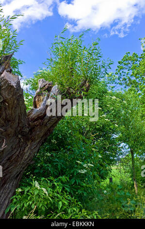 Weide, Korbweide (Salix spec.), alte gebrochene Weide Stamm, Deutschland, Mecklenburg-Vorpommern Stockfoto