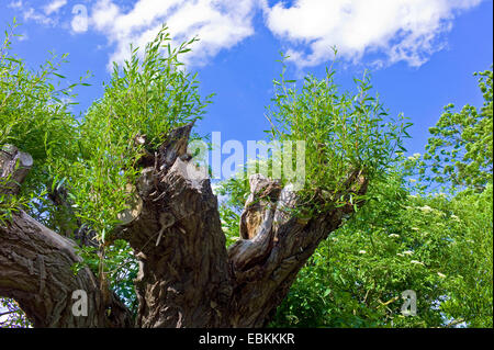 Weide, Korbweide (Salix spec.), alte gebrochene Weide Stamm, Deutschland, Mecklenburg-Vorpommern Stockfoto