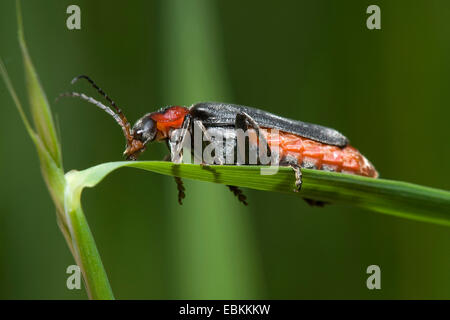 gemeinsamen Cantharid, gemeinsame Soldat Käfer (Cantharis Fusca), auf einem Blatt, Deutschland Stockfoto