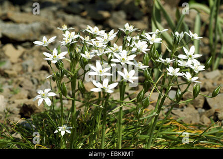 Sleepydick, Stern von Bethlehem (Ornithogalum Umbellatum), Blütenstand Stockfoto