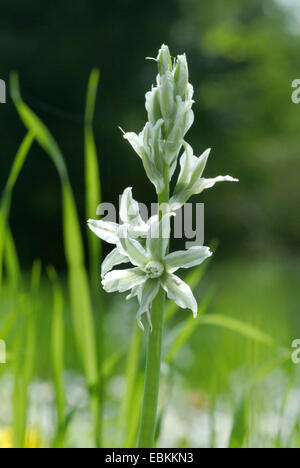 hängenden Star-of-bethlehem (Ornithogalum Nutans), Blütenstand Stockfoto