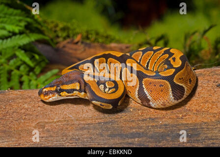 Königspython, königliche Python (Python Regius), Wicklung Stockfoto