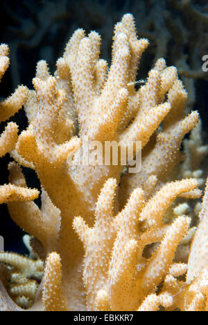 Leder kurze Finger Koralle (Sinularia spec.), Makroaufnahme Stockfoto