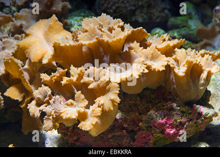 Leder kurze Finger Koralle (Sinularia spec.), Seitenansicht Stockfoto