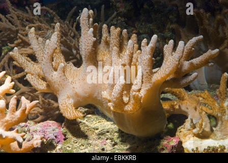 Leder kurze Finger Koralle (Sinularia spec.), Seitenansicht Stockfoto