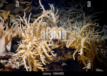 Leder kurze Finger Koralle (Sinularia spec.), Seitenansicht Stockfoto