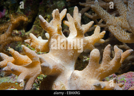 Leder kurze Finger Koralle (Sinularia spec.), Seitenansicht Stockfoto