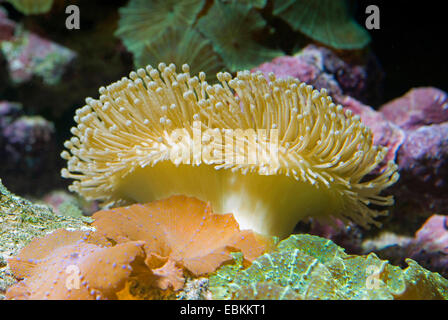 Leder Koralle (Sarcophyton Ehrenbergi) und Pilz Anemonen Stockfoto