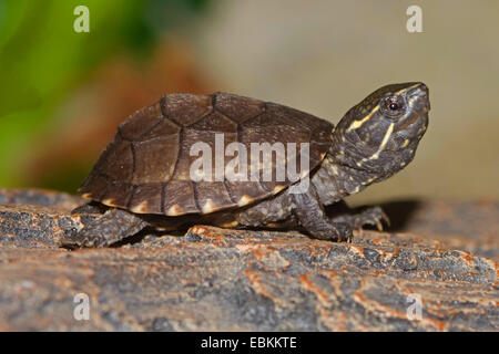 Gemeinsamen Moschus Schildkröte, Turtle Stinkpot (Sternotherus man, Kinosternon Odoratum), auf einem Stein Stockfoto