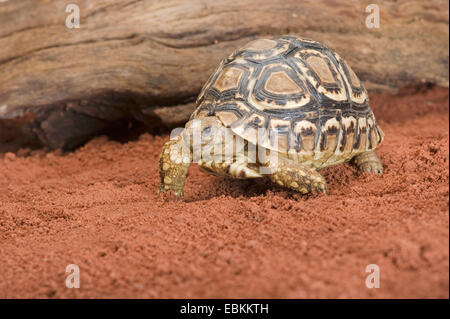 Pantherschildkröte (Stigmochelys Pardalis, Geochelone Pardalis), Fuß auf sandigem Boden Stockfoto