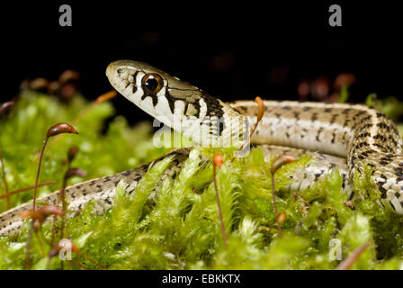 Karierte Garter Snake (Thamnophis Marcianus), im Moos liegend Stockfoto