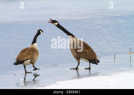 Kanadagans (Branta Canadensis), zwei Kanadagänse auf gefrorenen Oberfläche des Sees, Schweden, Hamra Nationalpark Stockfoto