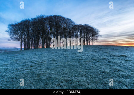 Small copse of beech trees on a hill near Lifton in Devon Stockfoto