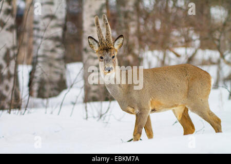 Reh (Capreolus Capreolus), im Schnee im Winter Forest, Schweden, Hamra National Park Stockfoto