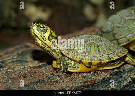 Slider, gemeinsame Schieberegler, Teich Schieberegler, Bauche Schildkröte (ist Scripta Scripta, Pseudemys Scripta Scripta, Chrysemys Scripta Scripta), auf einem Baumstamm nach oben liegend Stockfoto